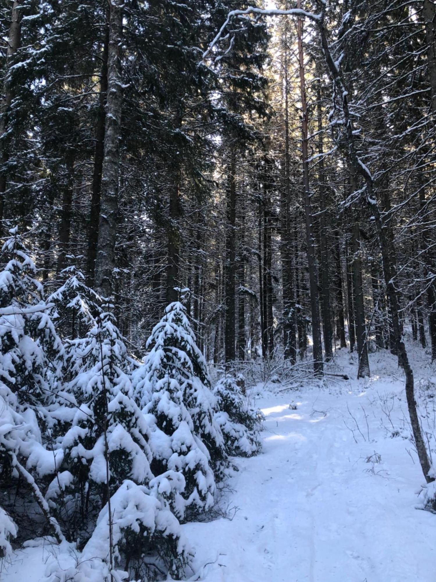Kungsbergetnatur Järbo Exteriör bild